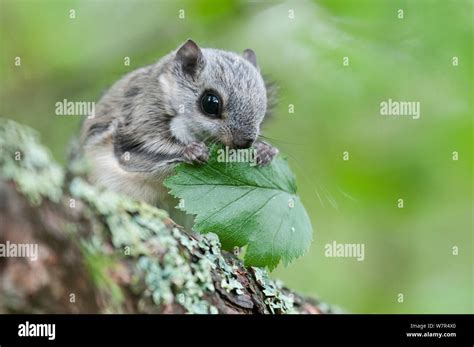 Siberian Flying Squirrel Pteromys Volans Eating Leaves Finland May