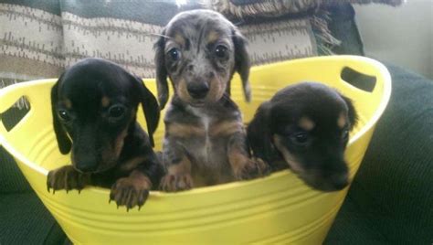 Dachshund Purebred Puppies For Adoption 8 12 Weeks For