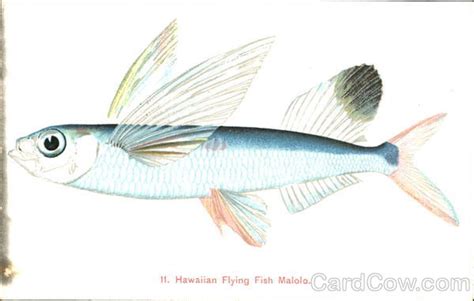 Hawaiian Flying Fish Malolo
