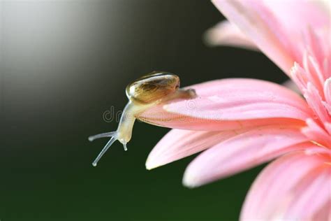 Snail And Flower With Droplets In Nature Background Stock Image