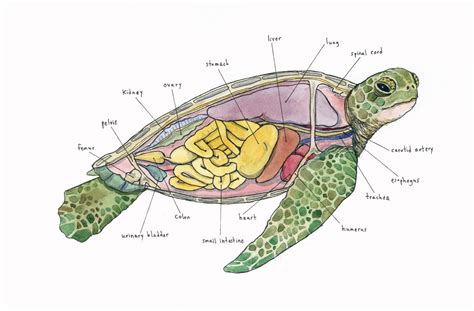 Reptile Scouts — Sargetsi‘s Internal Anatomy Diagrams Of A