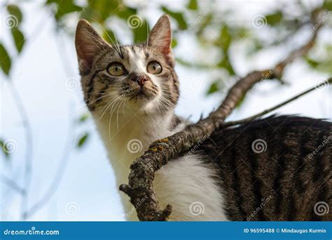Cat Is Hanging On The Tree Stock Photo Image Of Closeup 96595488