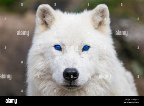 Blue Eyes Arctic Wolf Portrait Stock Photo Alamy