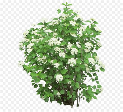 Arbusto Flor Plantas Png Transparente Gr Tis