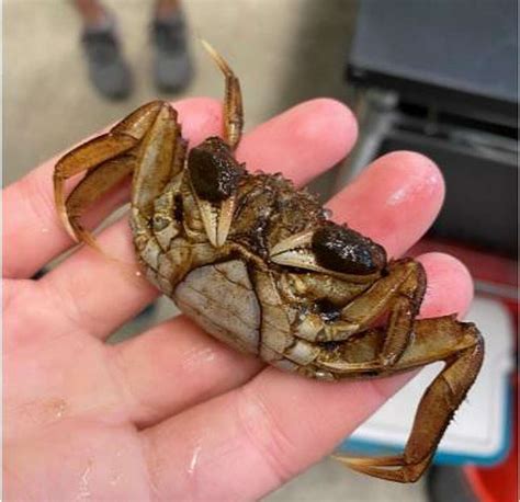Ct Sightings Of Invasive Mitten Crabs On The Rise 28 Reported In 2021