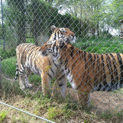 Carolina Tiger Rescue Pittsboro Atualizado 2022 O Que Saber Antes