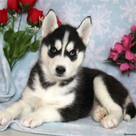 The other parent breed in the cross could affect this in an alaskan malamute mix. Siberian Husky Puppies For Sale | Colorado Springs, CO #197722