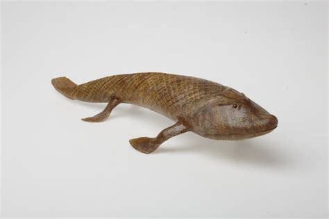 Model Of The Extinct Lobe Finned Fish Tiktaalik Roseae From The