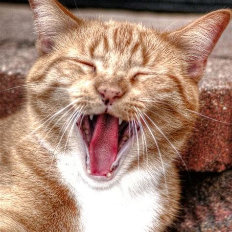 Laughing Cat Whats So Funny Laughing Cat