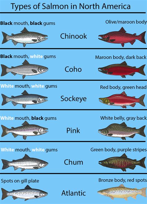 Types Of Salmon The Complete Guide