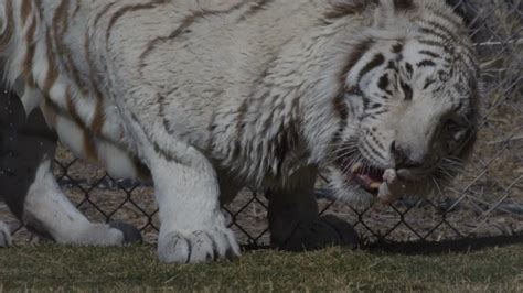 Tiger Eating Chicken