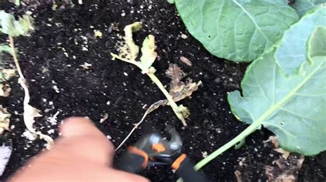 How To Grow Brussel Sprouts From Seed 13 Weeks Part 2 Sprouting