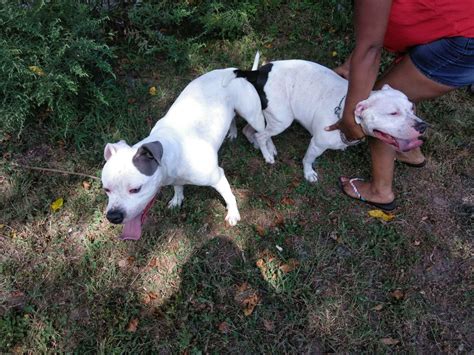 Pitbull puppies $1,000 (new york city). American Pit Bull Terrier Puppies For Sale | Trenton, NJ #286537