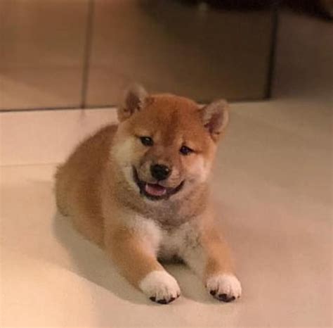 The 14 Cutest Shiba Inu Pictures Of All Time Petpress