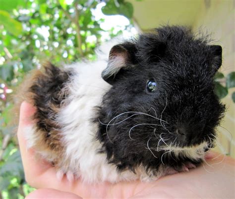 All Things Guinea Pig Curly Girls