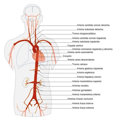 From Wikiwand Rbol A Rtico Diferenciando Las Distintas Porciones Y Sus Ramas Anatom A Del