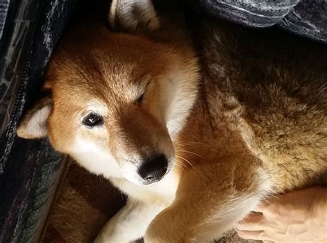 The Six Native Japanese Dog Breeds My First Shiba Inu