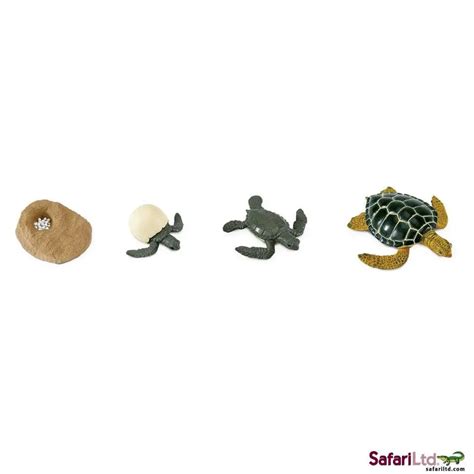 Safari Ltd Life Cycle Of A Green Sea Turtle Beesybox