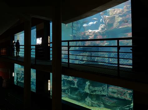 Maybe you would like to learn more about one of these? Tennessee River - Nickajack Lake Exhibit - ZooChat