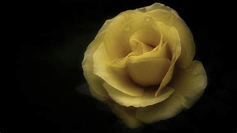 Romantic Yellow Rose 2016 Photograph By Richard Cummings Pixels