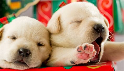 A Labrador Puppy For Christmas Is A Christmas Puppy Right For You