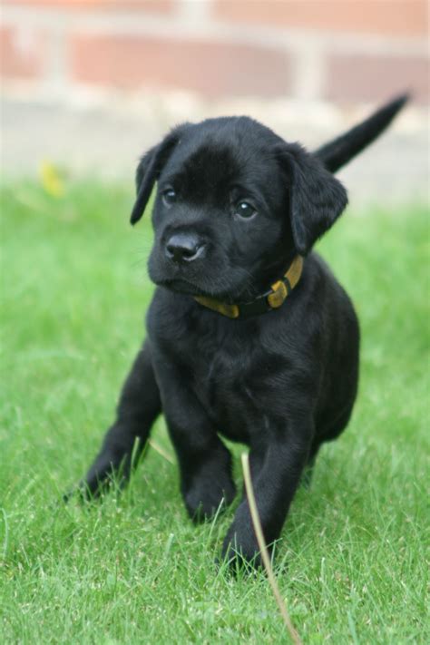 209 likes · 2 talking about this. Beautiful Black Labrador Puppies | Solihull, West Midlands ...