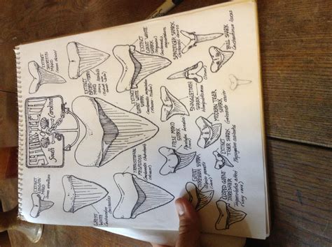 Identification guide for miocene shark teeth in maryland and virginia. Sc Shark Tooth Identification Guide - General Fossil ...