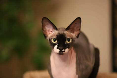 Hairless Cat Names 70 Names From King Tut To Fuzzy