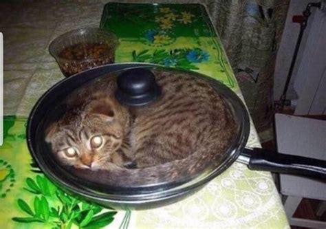 Cat Cooking Catsareliquid