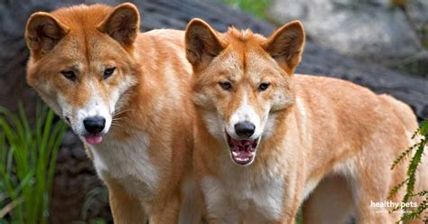 Dingoes A Glimpse Into The Domestication Of Dogs