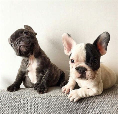Here is a collection of funny and cute french bulldog male/female dog name ideas. French Bulldog Puppies ️ ️ | Bulldog, French bulldog ...