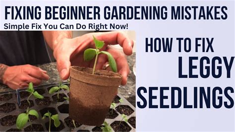The Vespers Garden How To Fix Leggy Seedlings How To Fix Beginner