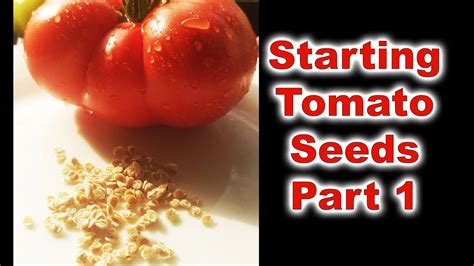 How To Grow Tomatoes Part 1 Seed Starting And Germination Youtube