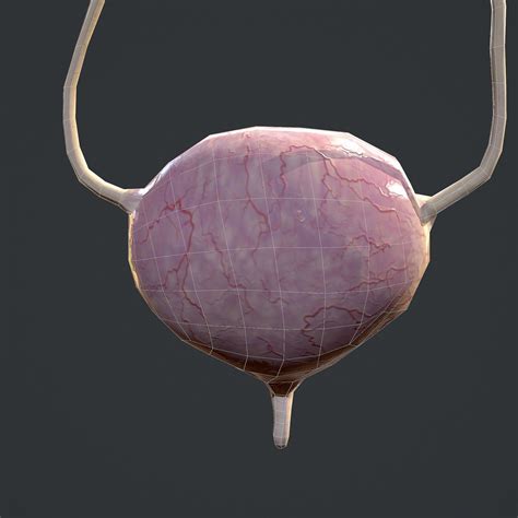 3d Model Urinary System Vr Ar Low Poly Cgtrader