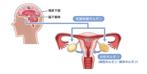 不妊の原因としての排卵障害―排卵障害を改善するためには？ メディカルノート