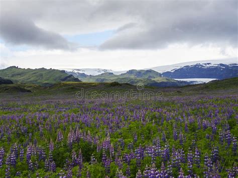 Iceland Landscape With Purple Lupine Lupinus Perennis Flower Field