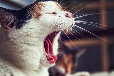 Learn when diarrhea in cats should be considered an emergency. Your Cat Has Bad Breath? Here is Why You Should Worry ...