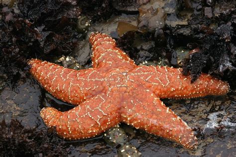 Ochre Sea Star Pisaster Ochraceus Ochre Sea Star Pisast Flickr