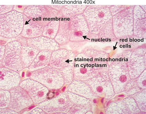 We did not find results for: Mitochondria 400x « Dissection Connection