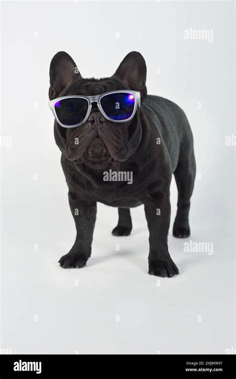 French Bulldog Purebred Dog Black Standing With Sunglasses Stock Photo