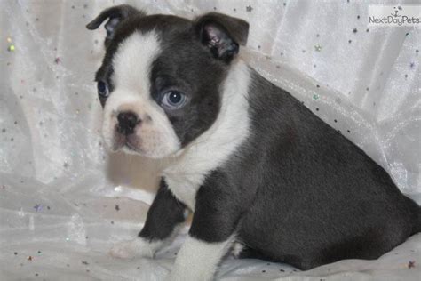 At normandy boston terriers we breed standard and colored boston's. BLUE | Boston Terrier puppy for sale near Springfield, Missouri | c21bf2bd-0021