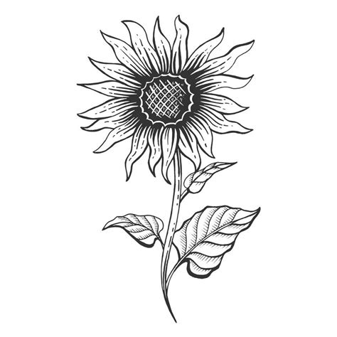 How To Draw A Sunflower Easy Step By Step Drawing Guidessunflower