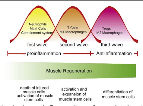 Figure From Skeletal Muscle Regeneration Is Modulated By Inflammation