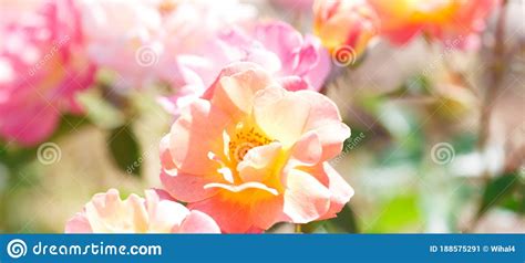 Tender Roses Background Of Blooming Roses Flowers Sunny Natural Light
