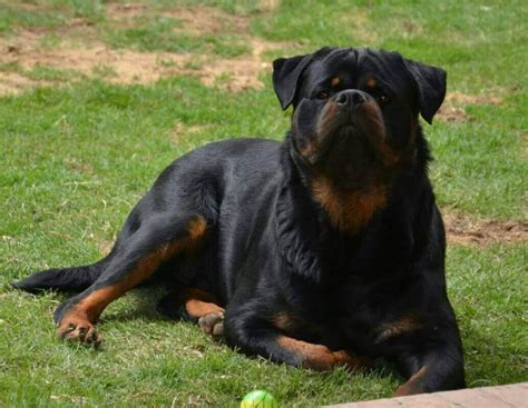 This breed is courageous and fiercely loyal. Rottweiler Temperament And Nature | Rottweiler Today