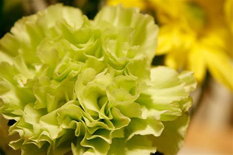 7 Most Beautiful Carnation Flowers