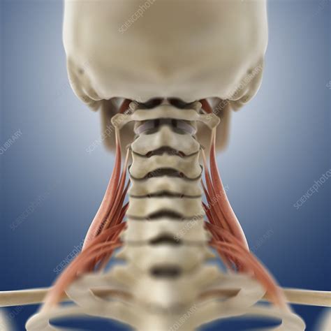 Neck Muscles Artwork Stock Image C Science Photo Library