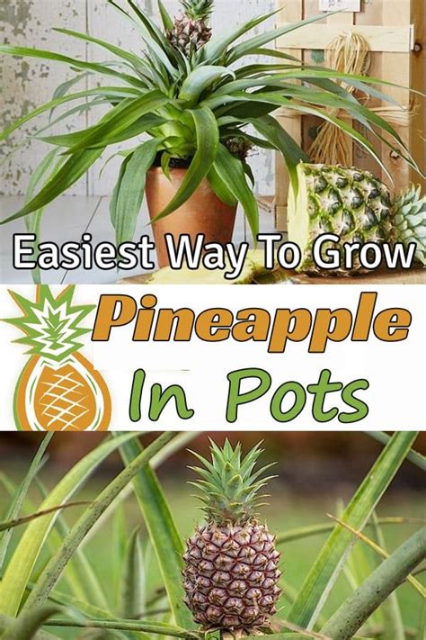 Growing Pineapple Indoors In 2021 Growing Pineapple Pineapple Plant