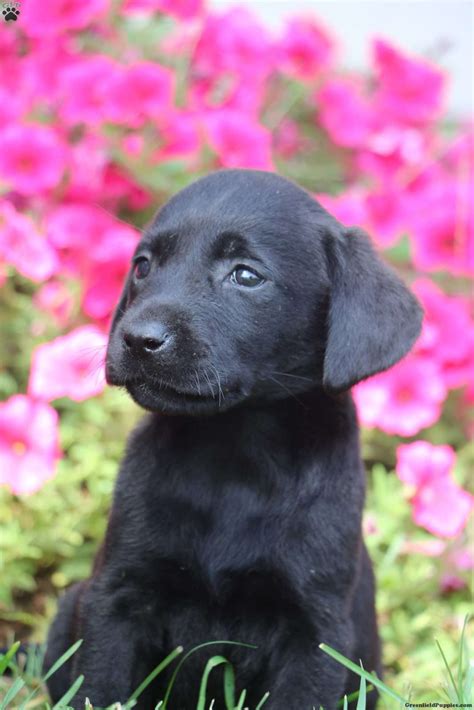 We are currently booked up till later this summer. Maisy - Black Labrador Retriever Puppy For Sale in ...