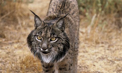 Live hashrate distribution, pool fees & minimum payment comparison. Iberian Lynx | المرسال